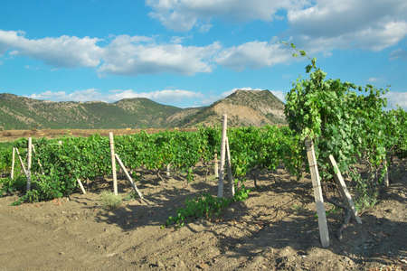 Vineyard in the valley near the hills on a summer dayの写真素材