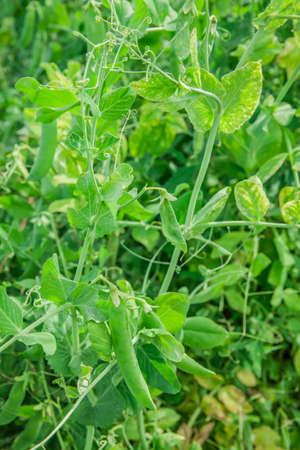 Green peas growing in the garden or on the fieldの写真素材