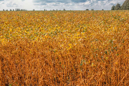 Ripe soybean on the field ready for harvesting in summerの写真素材