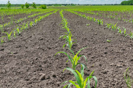 Corn field in early summer on a sunny day landscape
