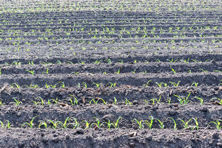 Corn field seeded with no-till technology in early summer on a sunny day closeup viewの写真素材