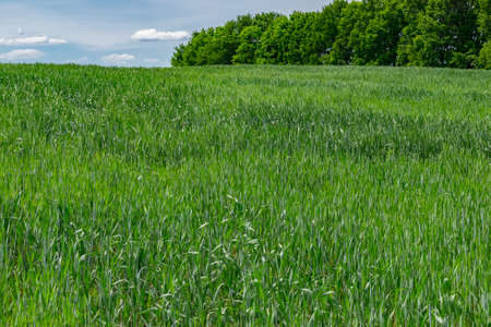Wheat field in early summer on a sunny dayの写真素材