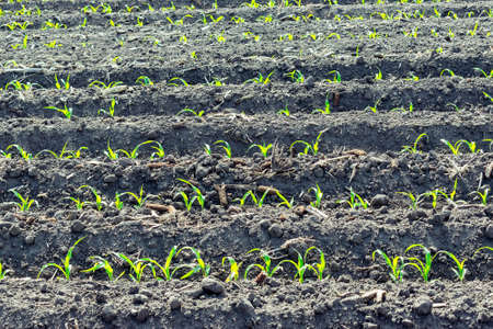 Young green corn field with rows of plantsの写真素材