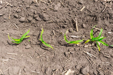 Young corn field top view closeupの写真素材