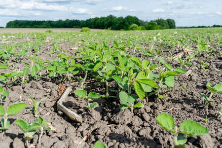 Soybeans growing in early summer on a sunny dayの写真素材