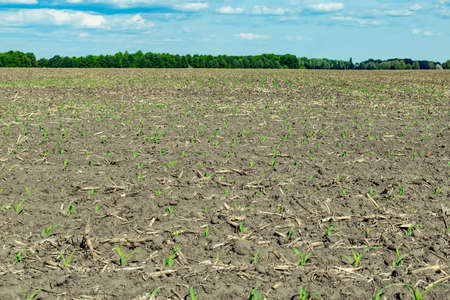 Young green corn field general view in early summerの写真素材