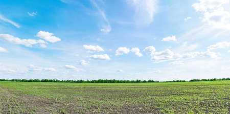 Soybean field panorama on a sunny summer dayの写真素材