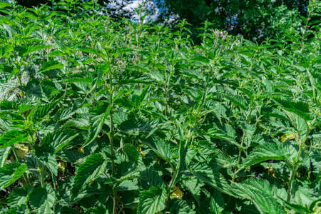 Wild nettles growing by the forestの写真素材