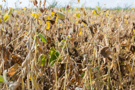 Soybeans on the field in autumnの写真素材
