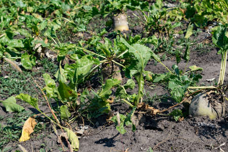 Ripe sugar beets growing on the field