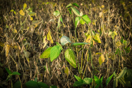 Ripe soybeans harvest on the fieldの写真素材