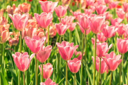 Tulips growing on the field - nice natural bright backgroundの写真素材