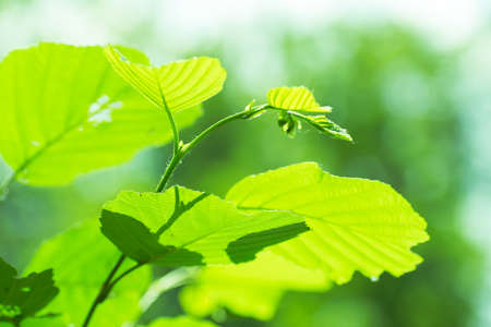 Tree branch with fresh green leaves summer closeupの写真素材