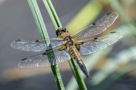 Dragonfly sitting on the grass macro closeupの写真素材