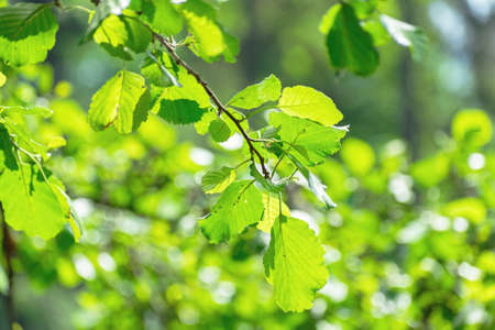 Tree branch with fresh green leaves summer closeupの写真素材