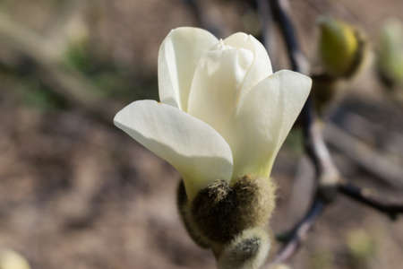 Beautiful magnolia tree blossoming in the springtimeの写真素材