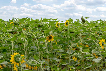 Sunflowers growing on the field on a cloudy summer dayの写真素材