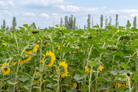 Sunflowers growing on the field on a cloudy summer dayの写真素材
