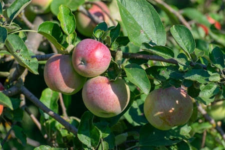 Apples growing on the trees in the gardenの写真素材