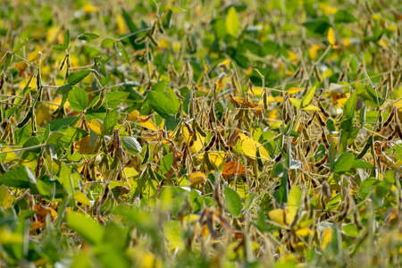 Soyben field almost ripened for harvestingの写真素材
