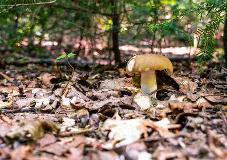 Mushroom in the forest - suitable as a natural autumn background