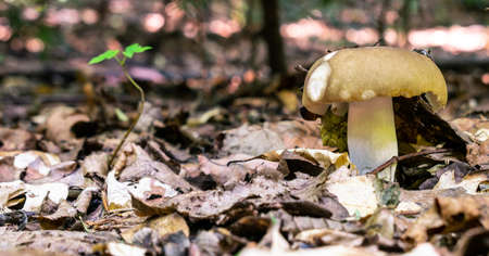 Mushroom in the forest - suitable as a natural autumn background