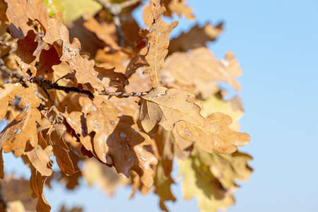 Oak leaves on the branch on an autumn sunny day