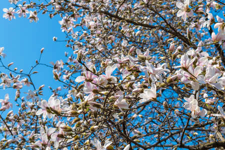 Magnolia trees blooming with beautiful flowers on a sunny springtime dayの写真素材
