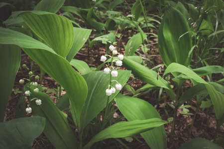 Lily of the valley growing in the forest in springtimeの写真素材