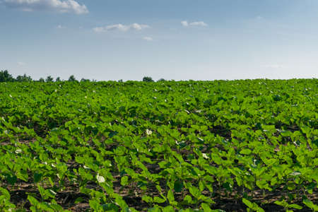 Young sunflower plants growing on the field in early summerの写真素材