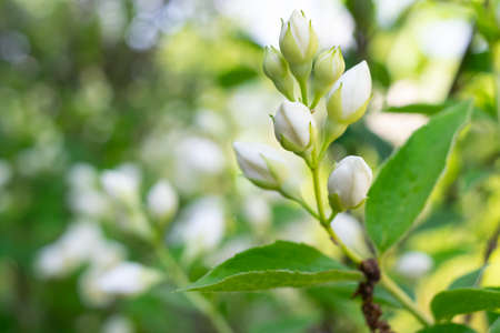Jasmine blossom - macro closeup shot on sunny summer dayの写真素材