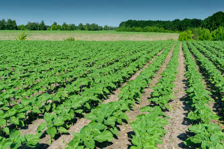 Young sunflower plants growing on the field in early summerの写真素材