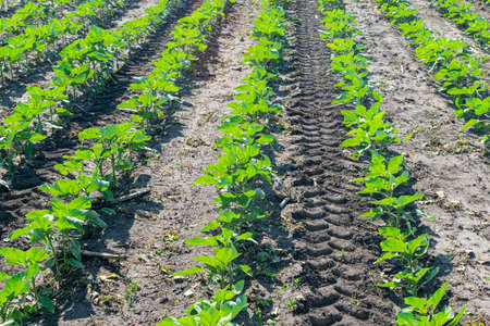 Young sunflower plants growing on the field in early summerの写真素材