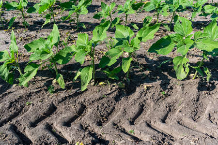 Young sunflower plants growing on the field in early summerの写真素材