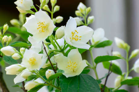 Jasmine blossom - macro closeup shot on sunny summer dayの写真素材