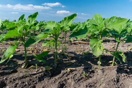 Young sunflower plants growing on the field in early summerの写真素材