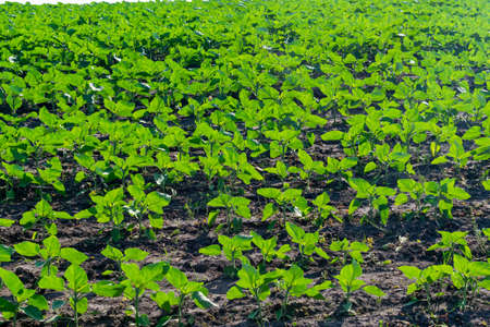 Young sunflower plants growing on the field in early summerの写真素材