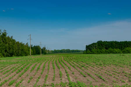 Young sunflower plants growing on the field in early summerの写真素材