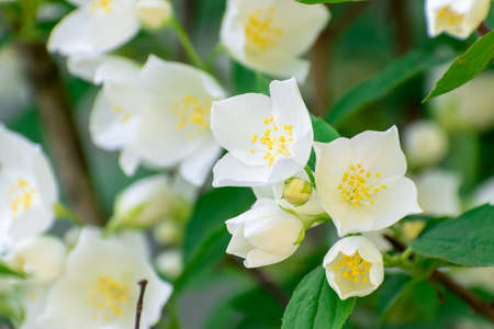Jasmine blossom - macro closeup shot on sunny summer dayの写真素材