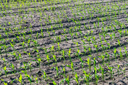 Young corn plants growing on the field in early summer