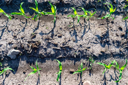 Young corn plants growing on the field in early summerの写真素材