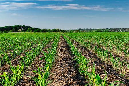 Young corn plants growing on the field in early summerの写真素材