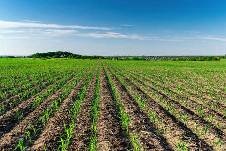 Young corn plants growing on the field in early summerの写真素材