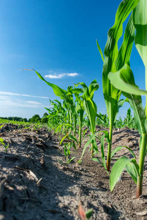 Young corn plants growing on the field in early summerの写真素材