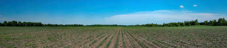 Panorama of the young corn plants growing on the field in early summer