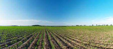 Panorama of the young corn plants growing on the field in early summerの写真素材