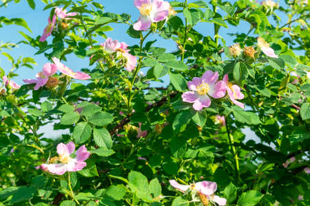 Wild roses blossom on the bush on a sunny summer dayの写真素材