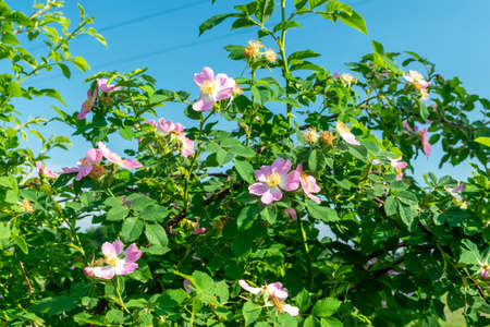 Wild roses blossom on the bush on a sunny summer dayの写真素材