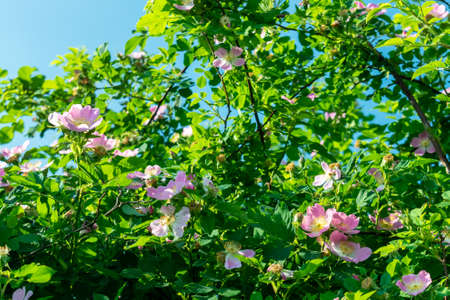 Wild roses blossom on the bush on a sunny summer dayの写真素材