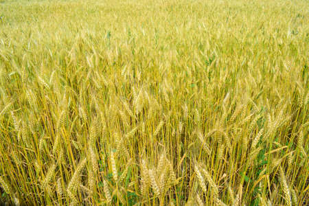 Ripening rye on the field in early summerの写真素材